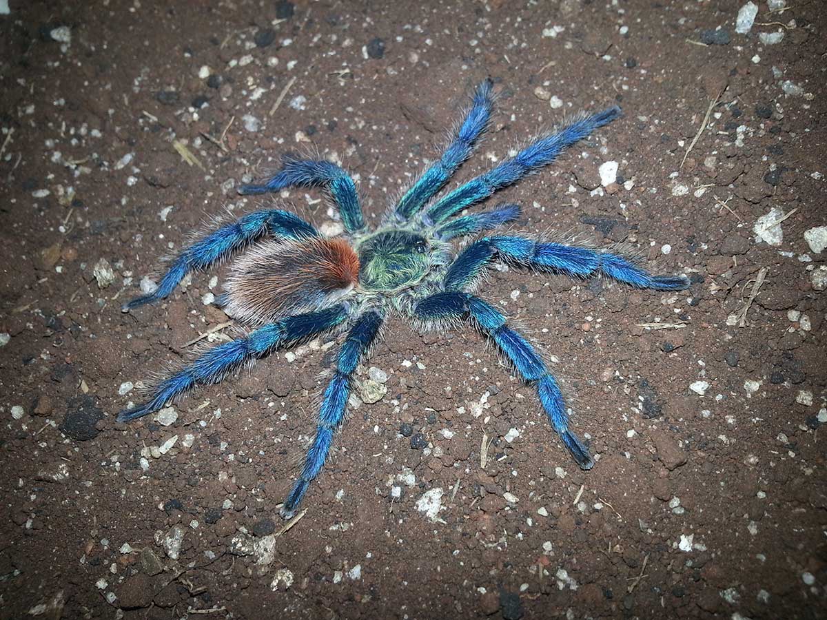 Male