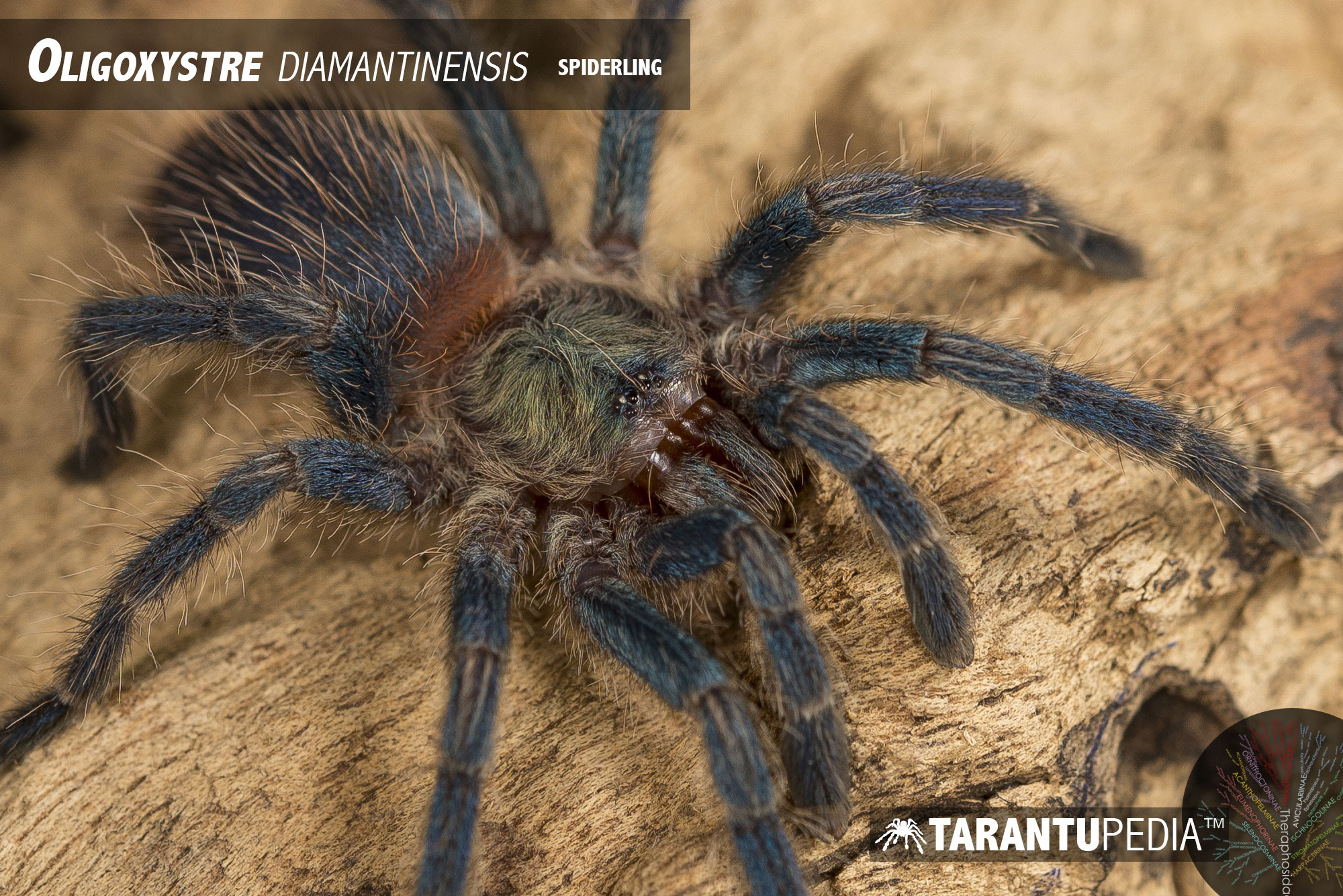 Dolichothele diamantinensis