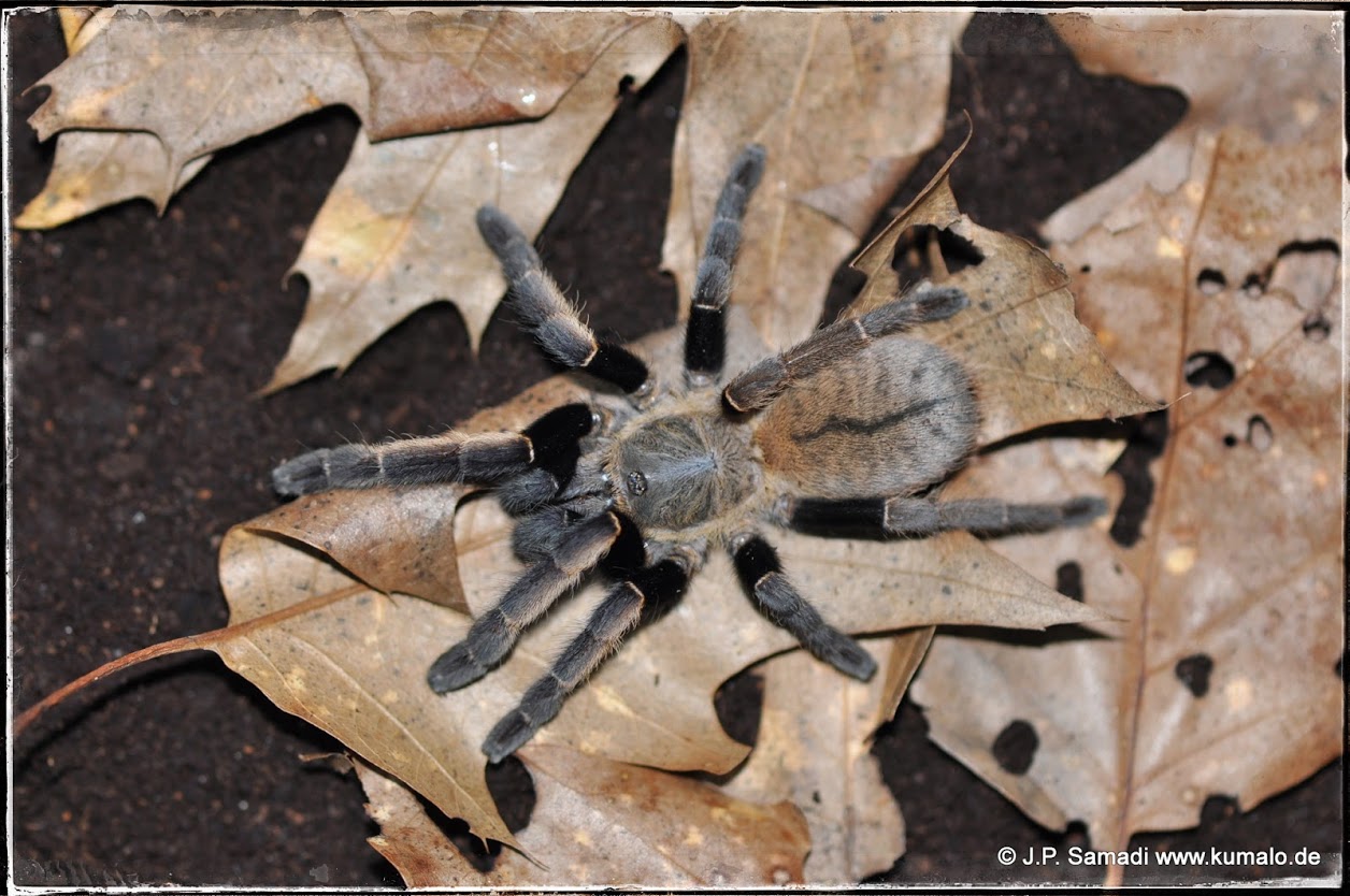 Ornithoctonus aureotibialis