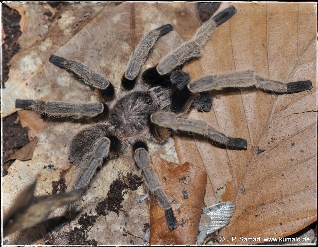 Male