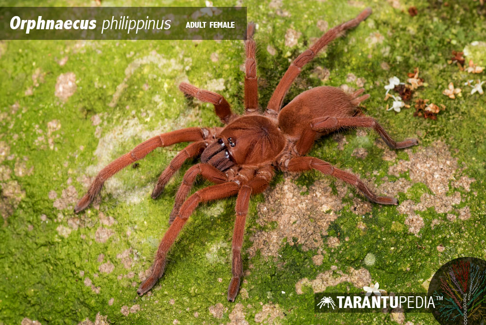 Selenobrachys philippinus
