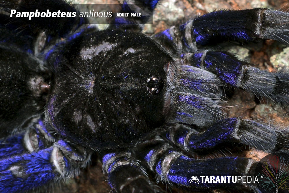 Pamphobeteus antinous