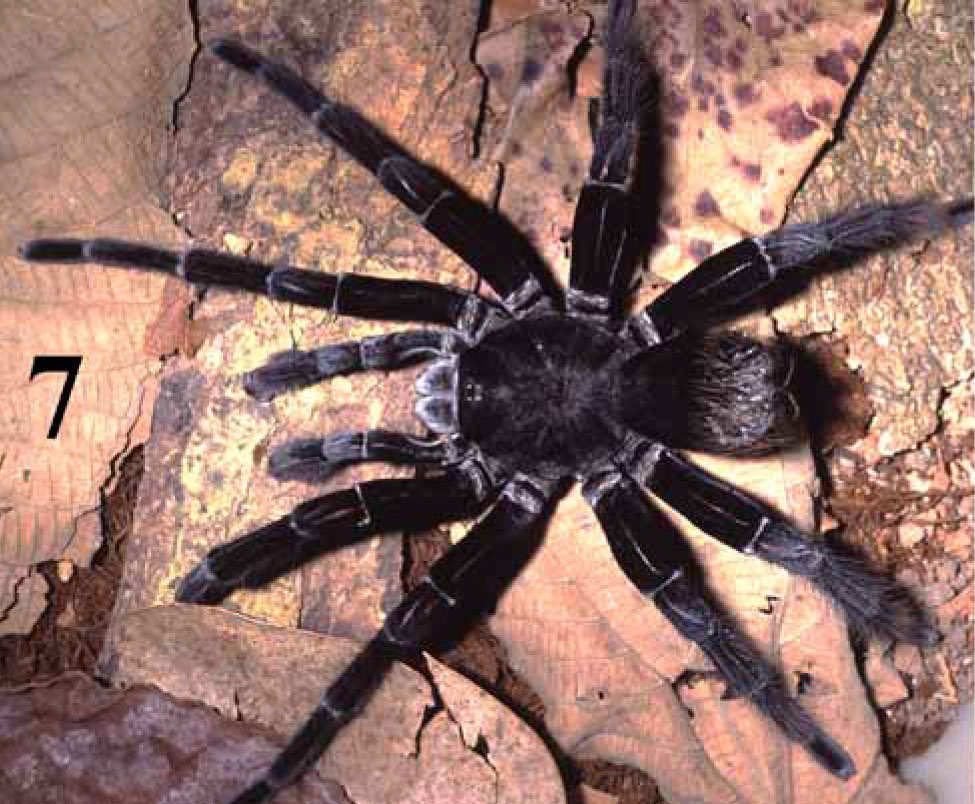 Male