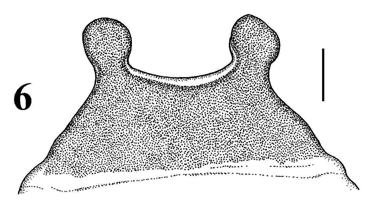 Spermathecae