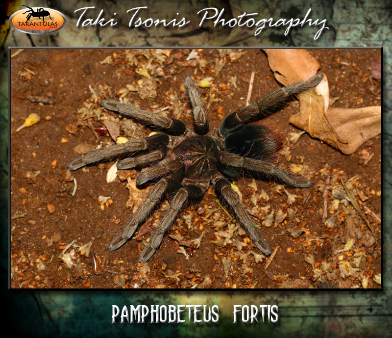 Pamphobeteus fortis