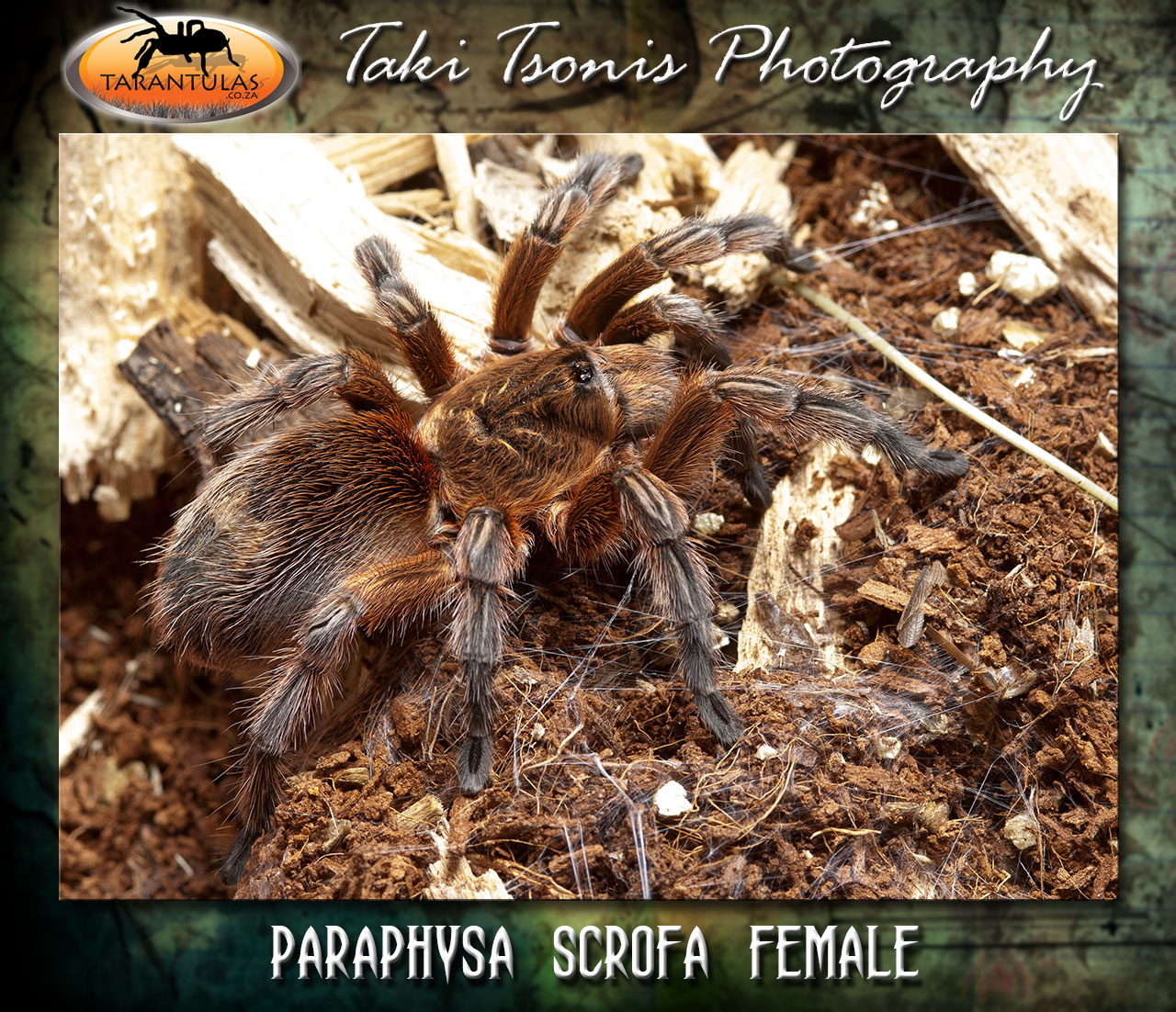 Phrixotrichus scrofa