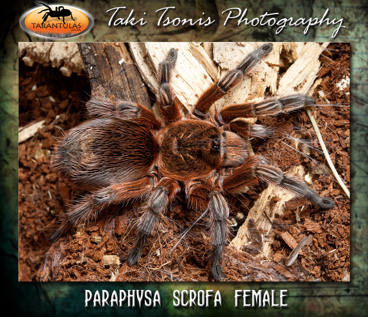 Female