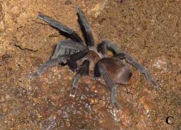 Orphnaecus kwebaburdeos