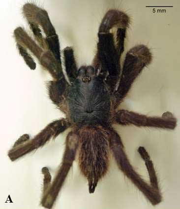Male