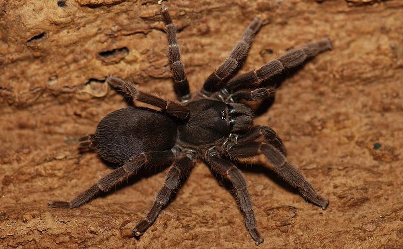 Phlogiellus xinping