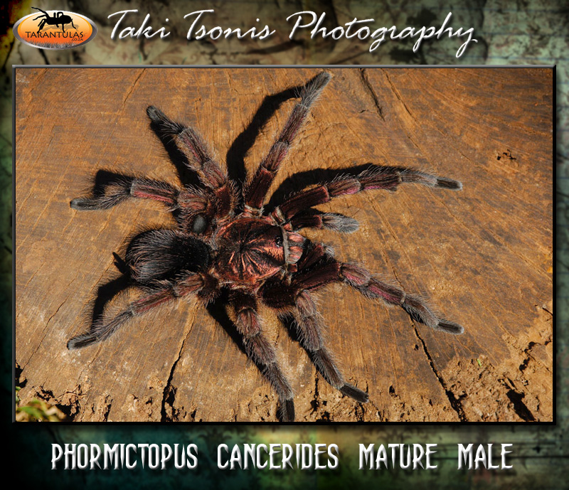 Phormictopus cancerides