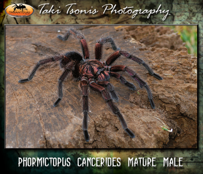 Male