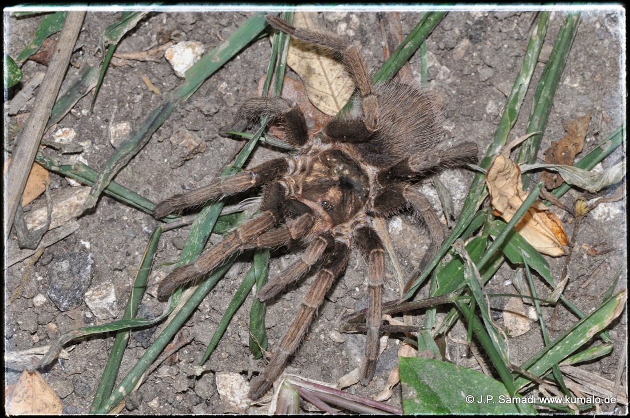 Phormictopus auratus