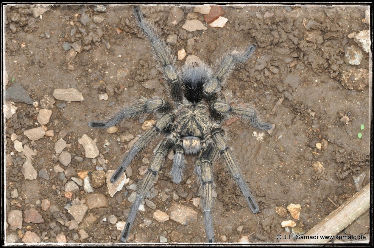 Male