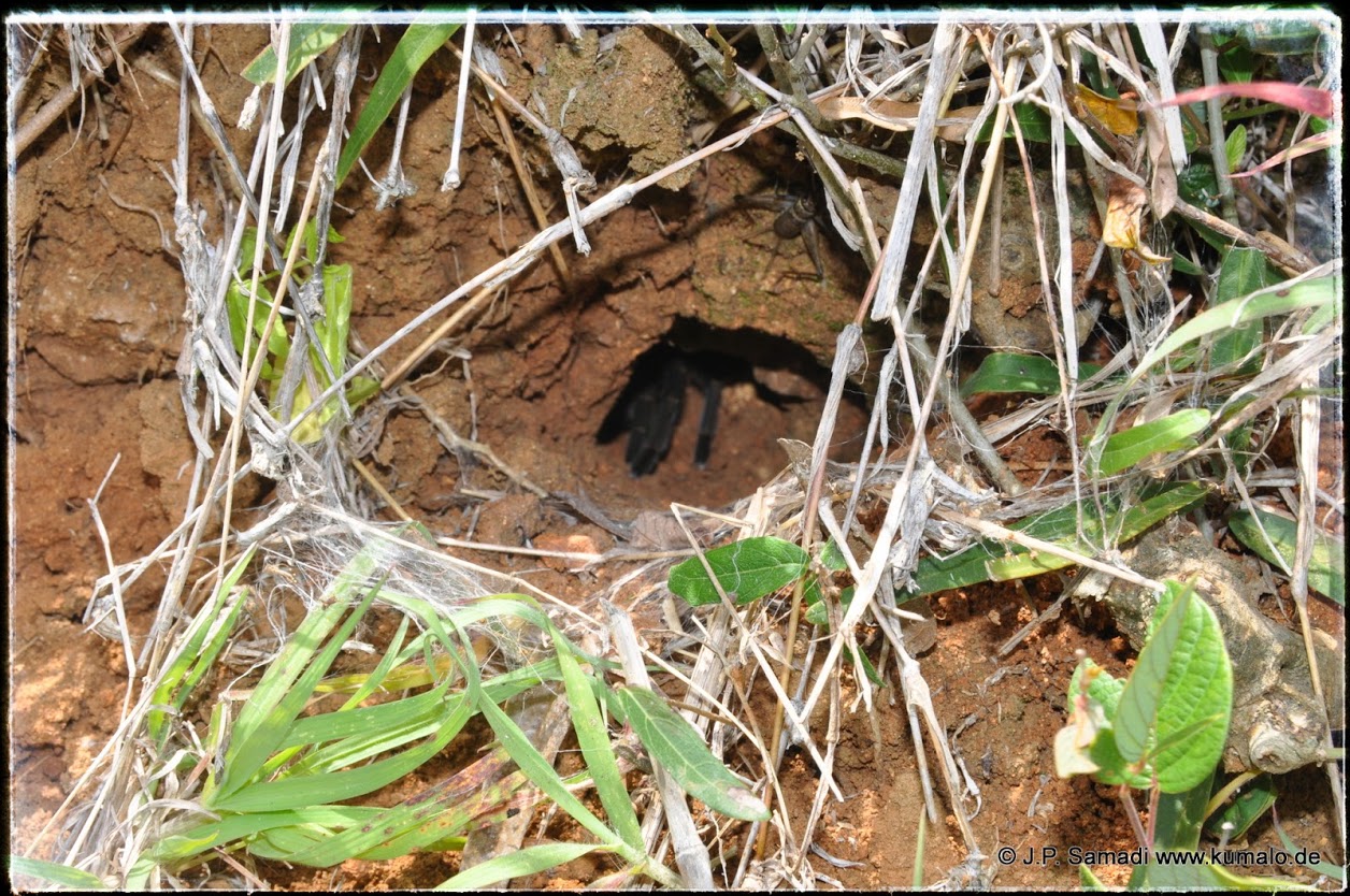 Burrow