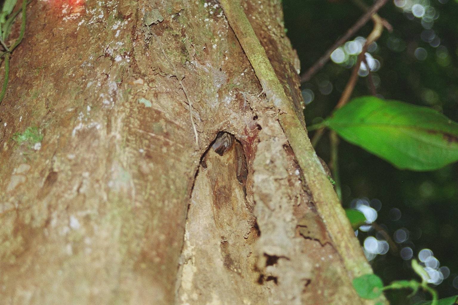 Burrow
