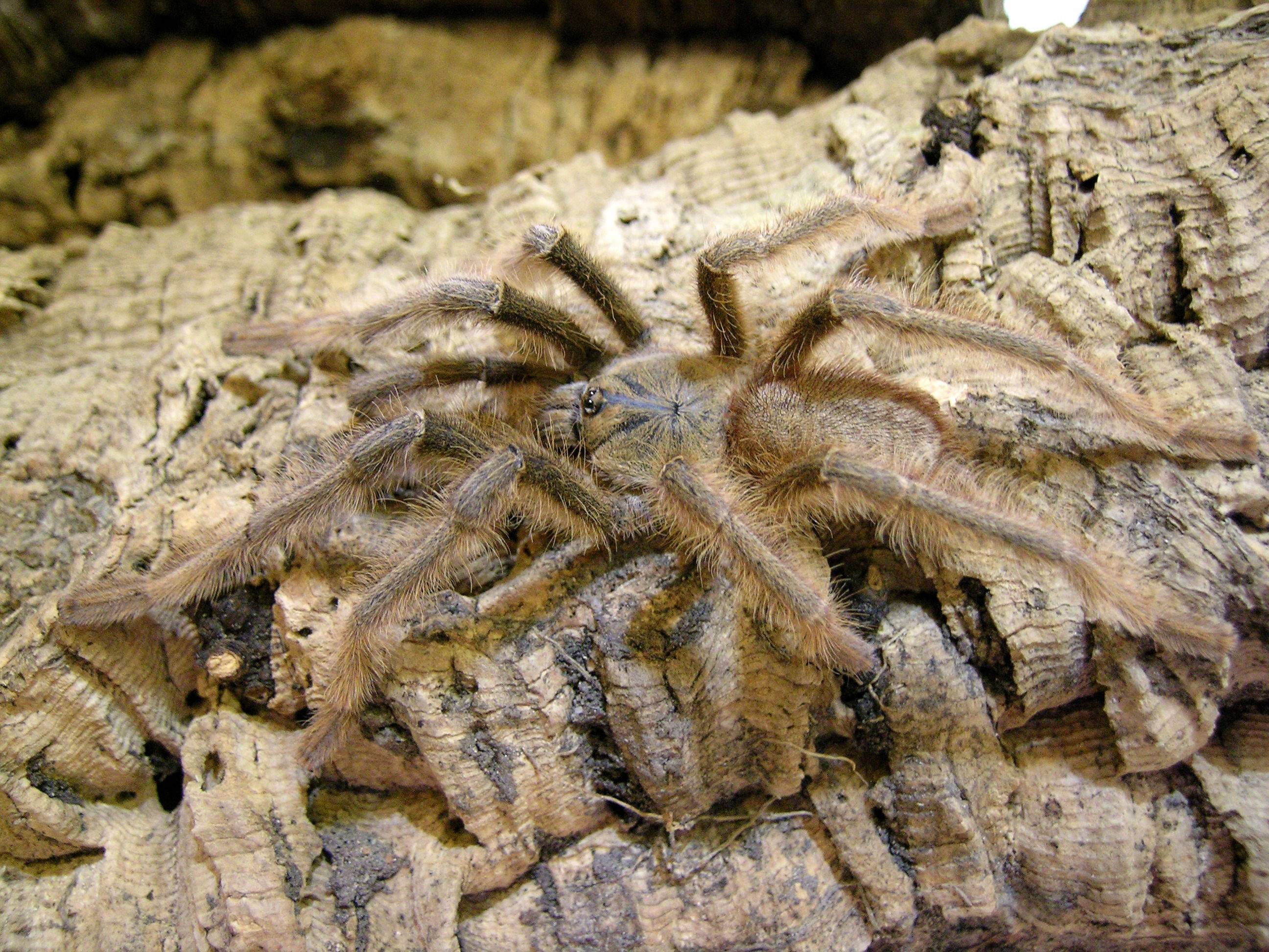 Male