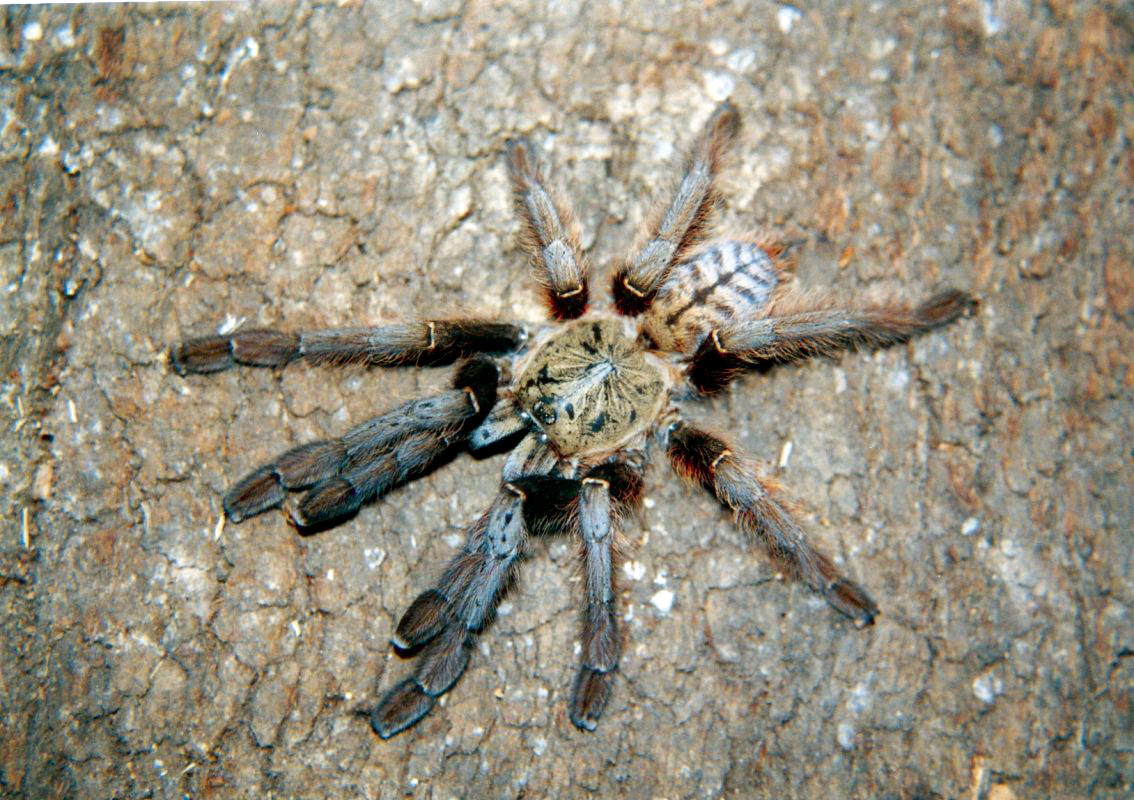 Phormingochilus everetti