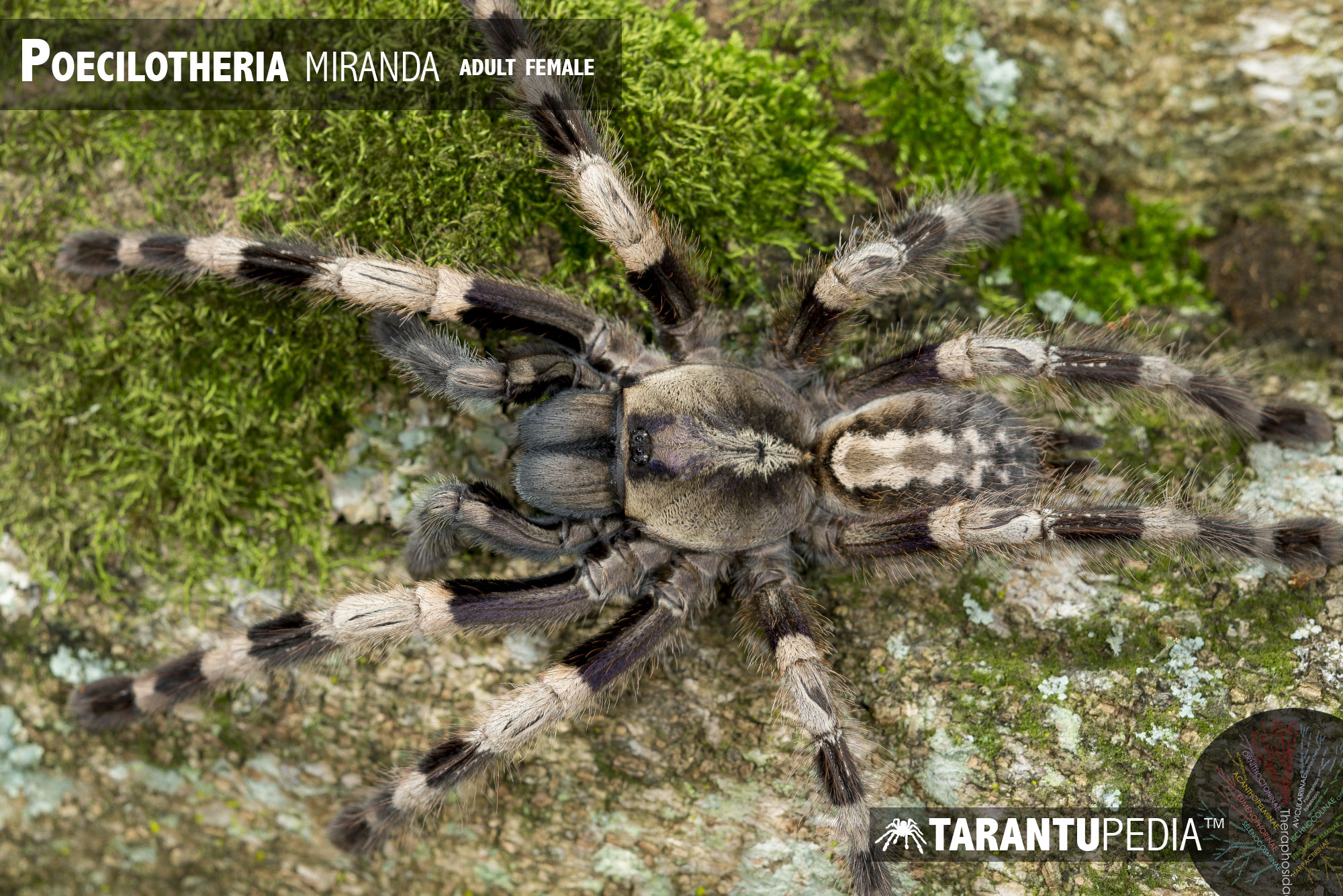 Female