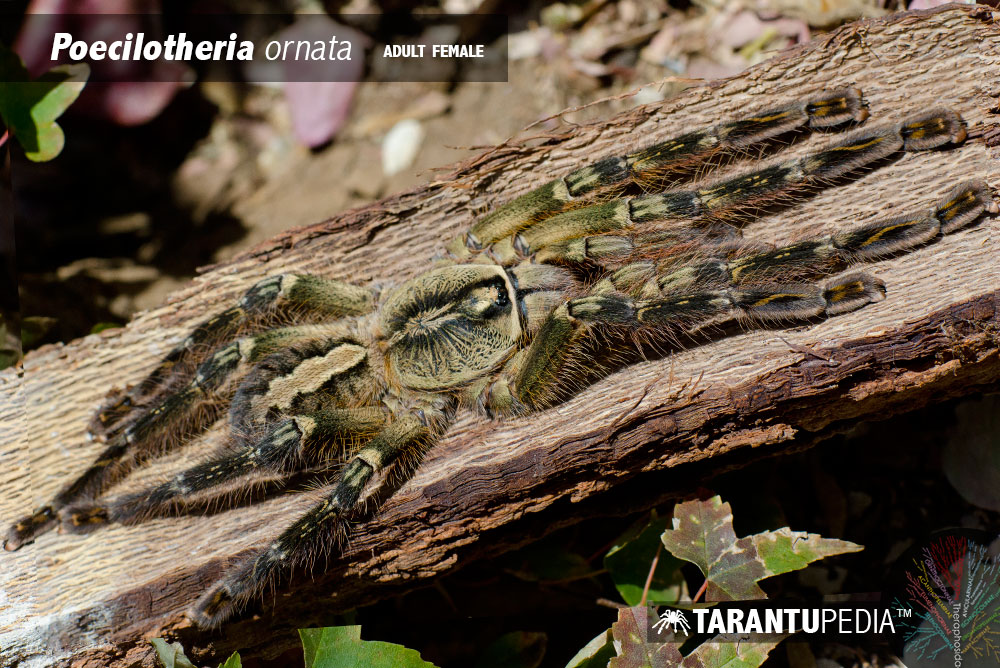 Poecilotheria ornata