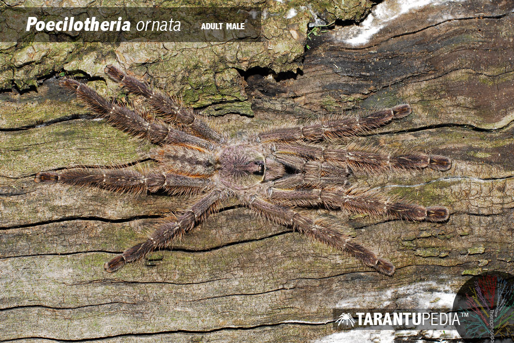 Male