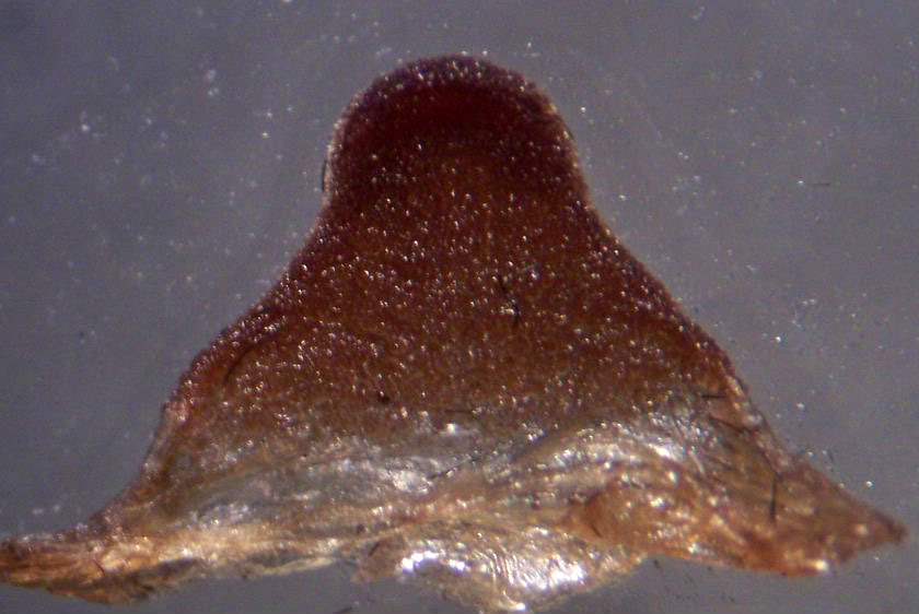 Spermathecae