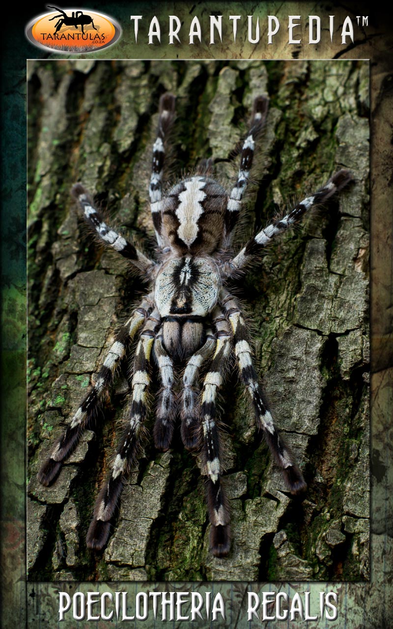 Poecilotheria regalis