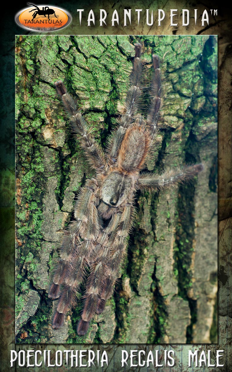Male