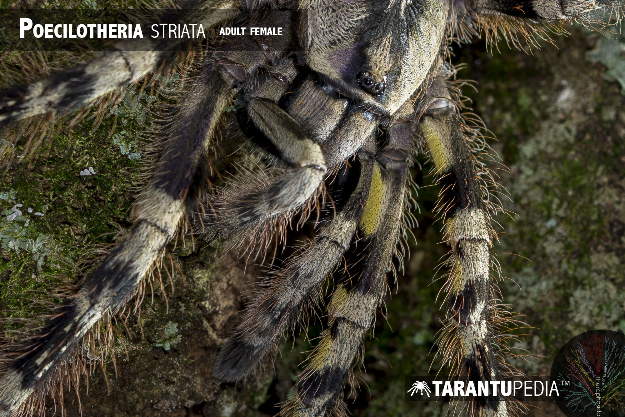 Poecilotheria striata
