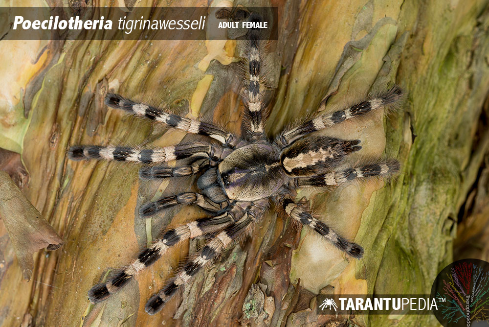 Poecilotheria tigrinawesseli