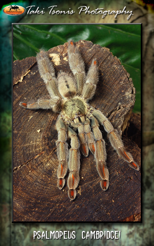 Psalmopoeus cambridgei