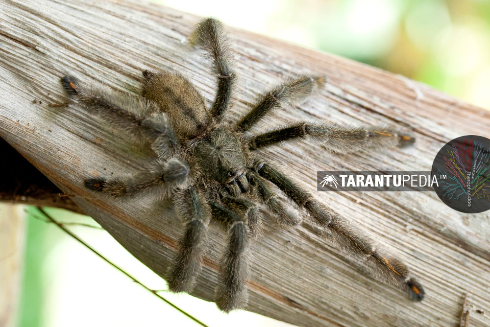 Male