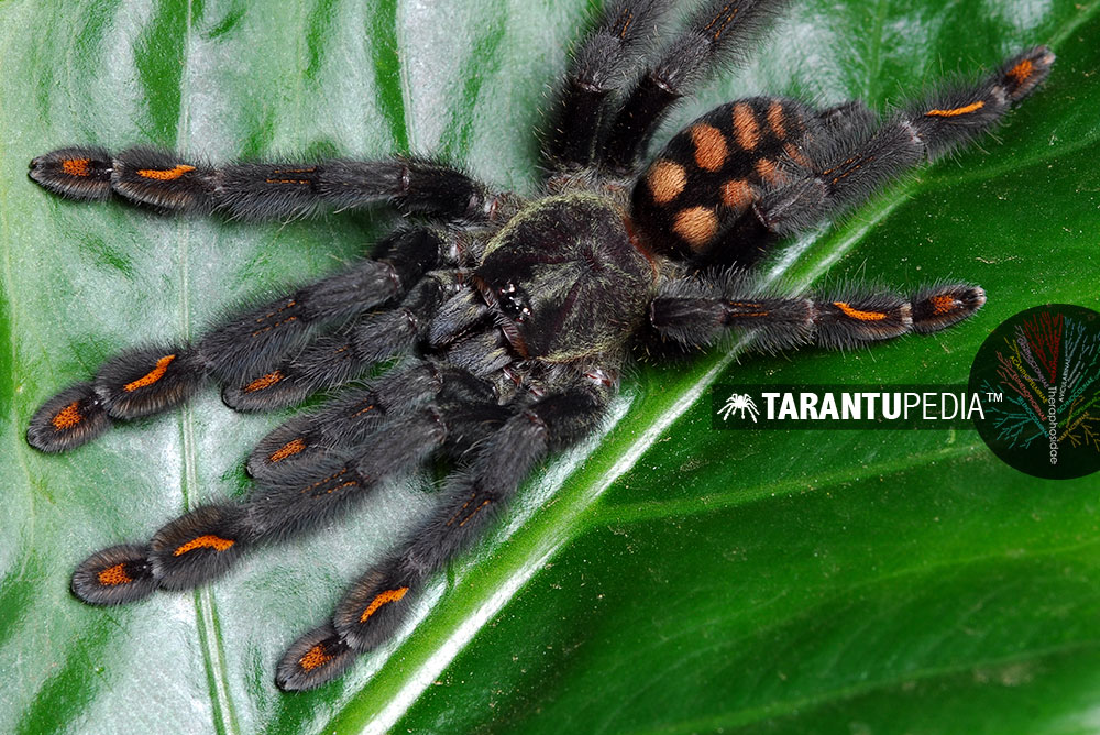 Psalmopoeus irminia
