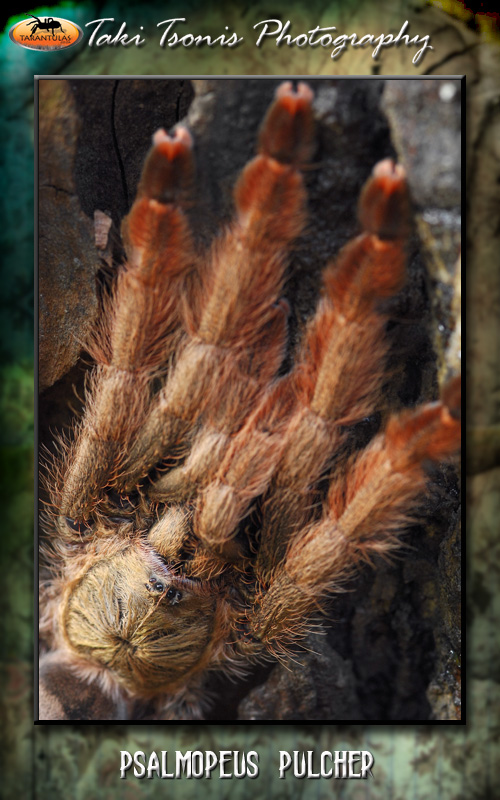 Psalmopoeus pulcher