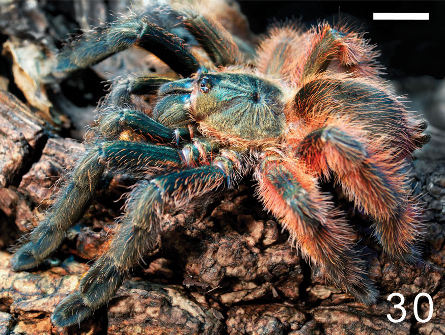 Psalmopoeus victori