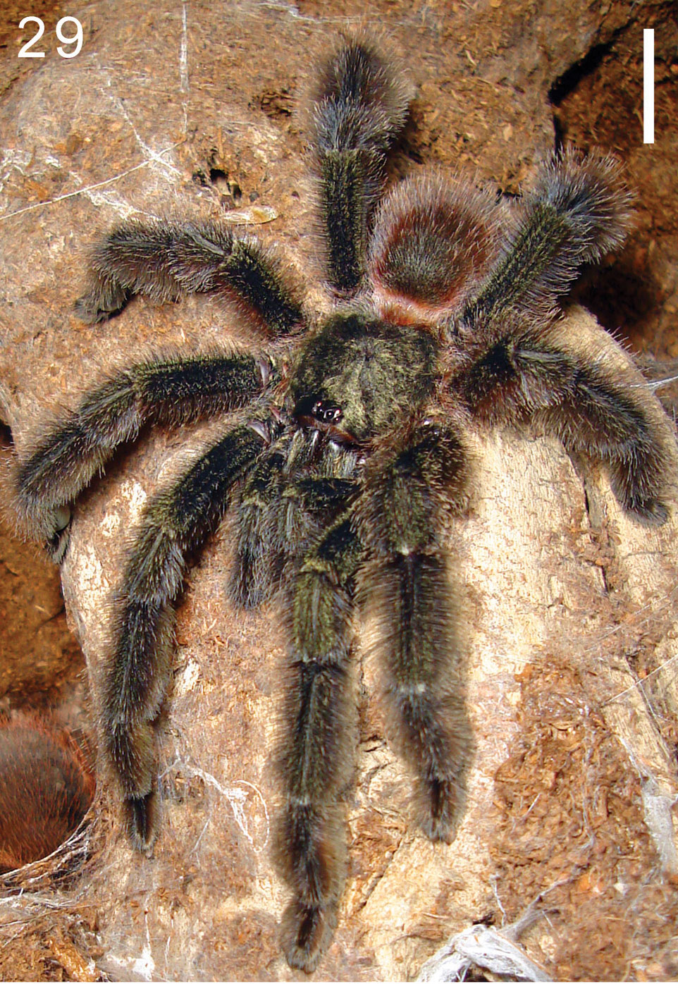Male