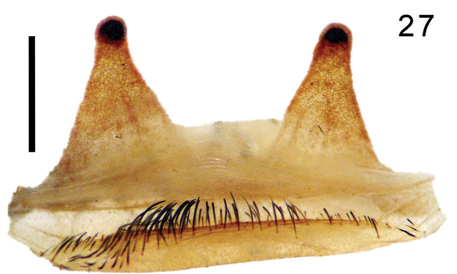 Spermathecae
