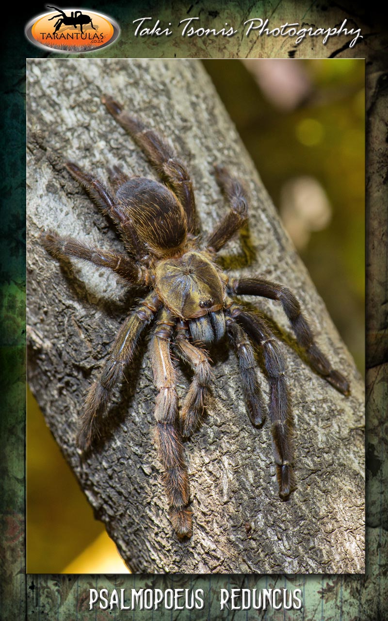 Female