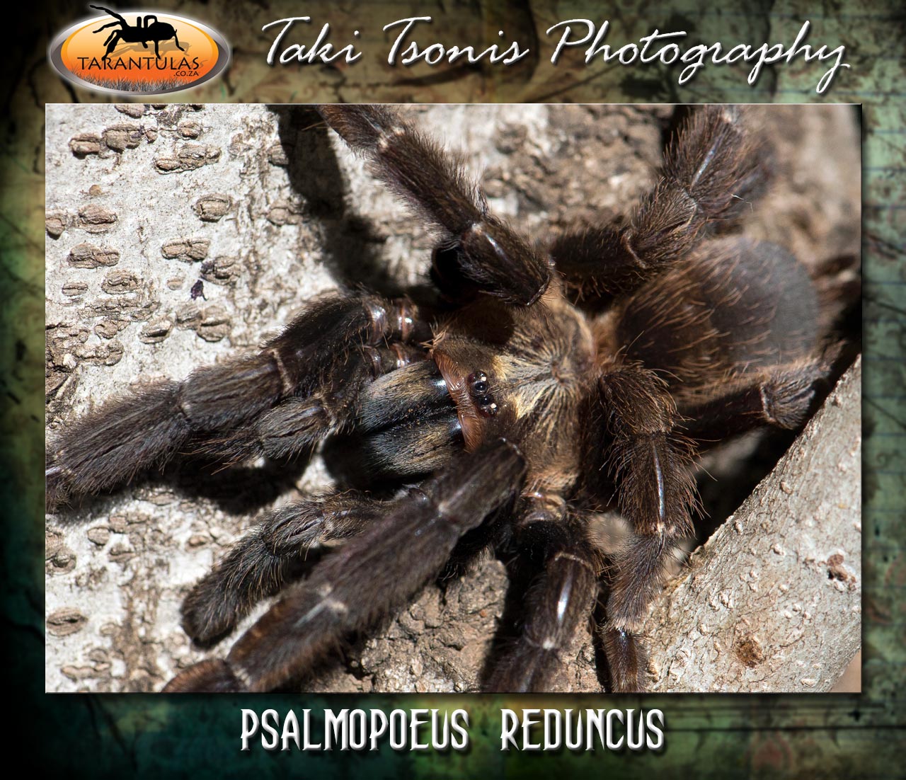 Psalmopoeus reduncus