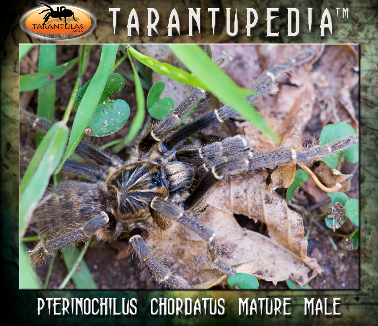 Male