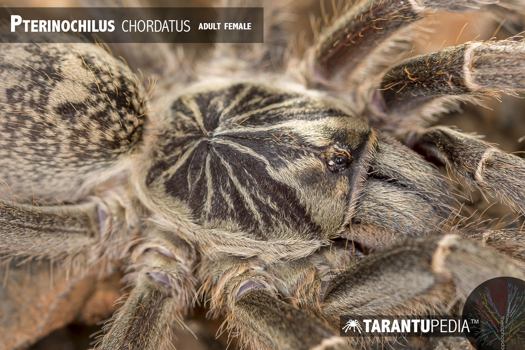 Pterinochilus chordatus