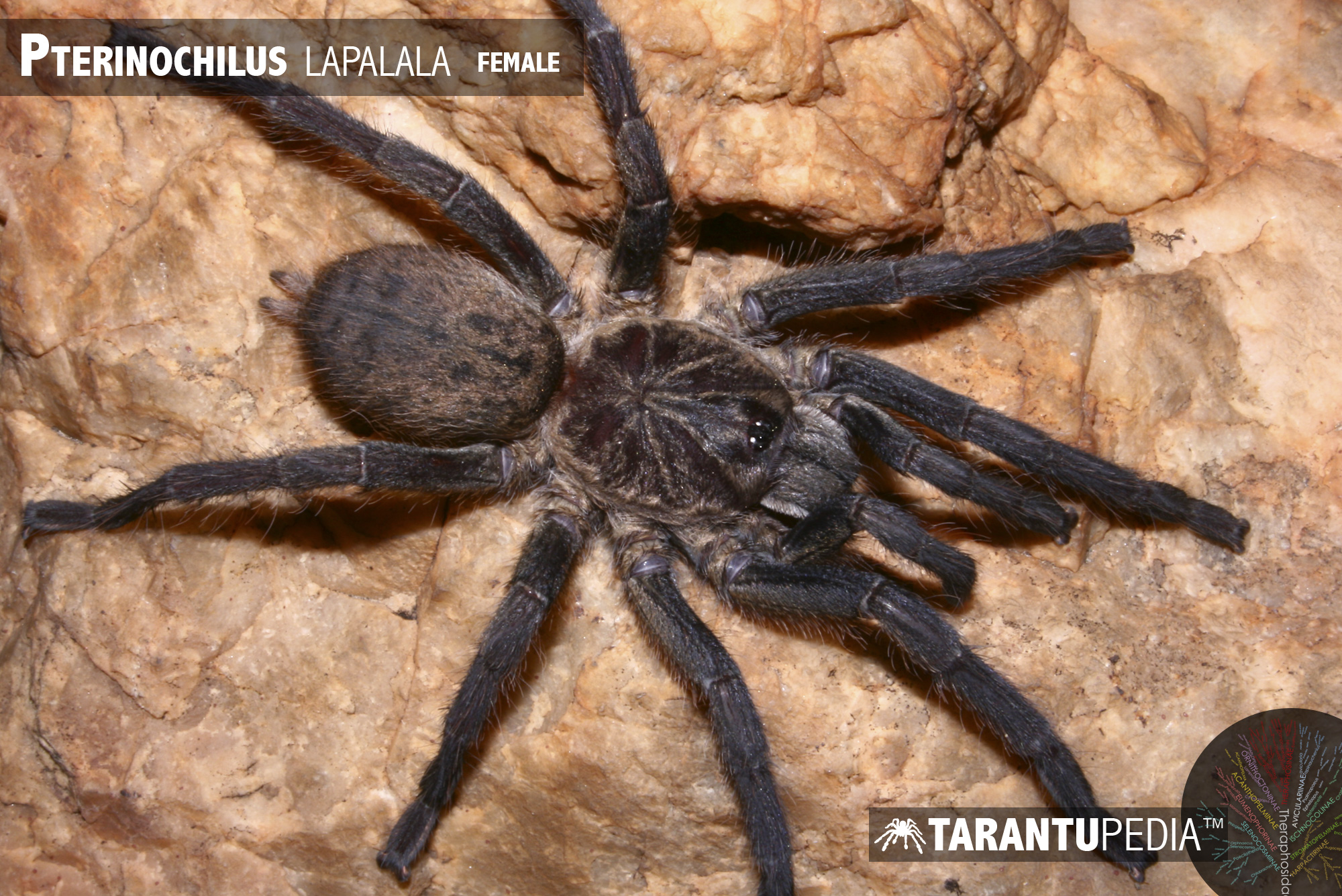 Pterinochilus lapalala