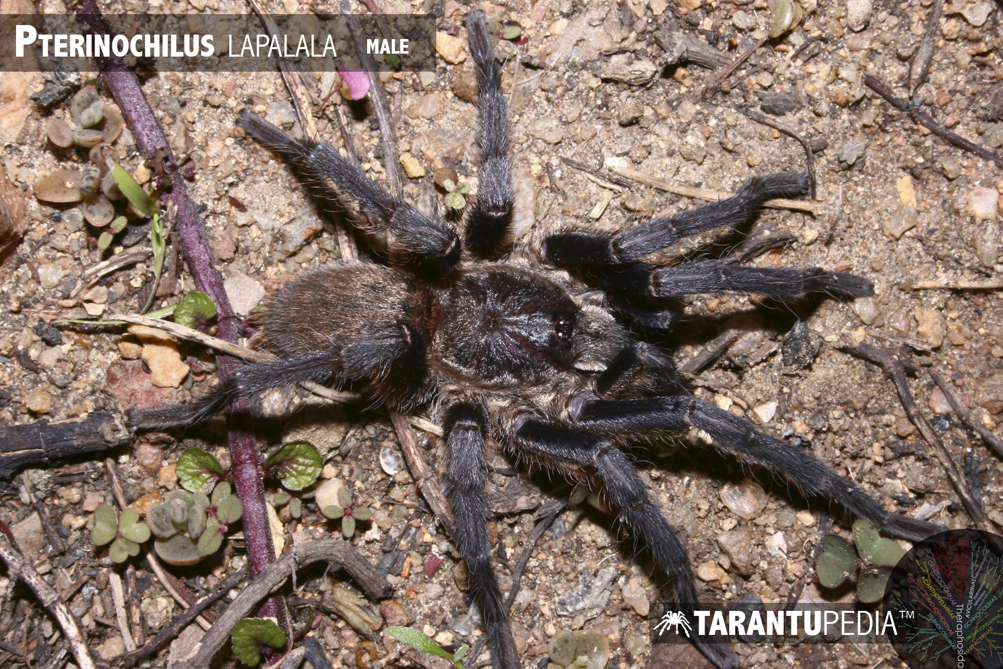 Male