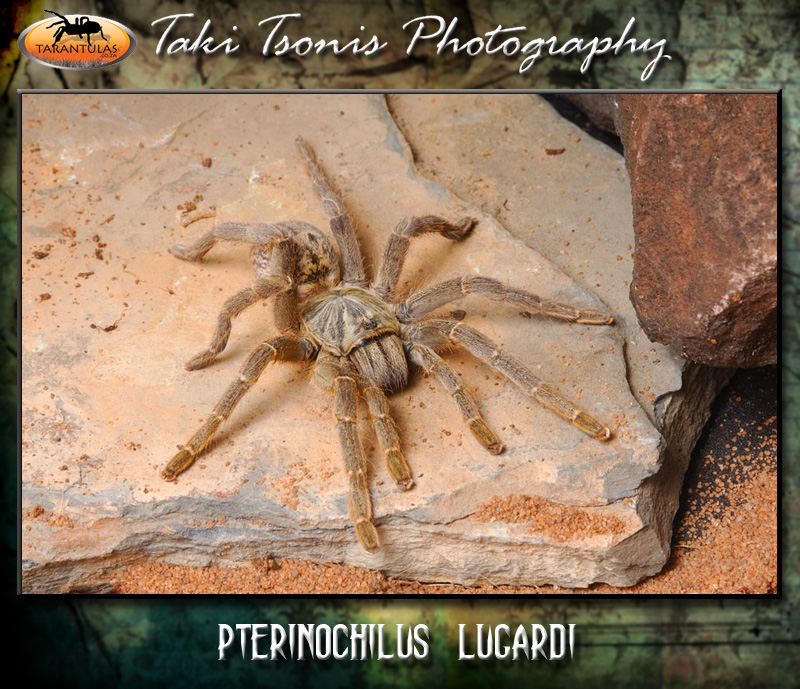 Pterinochilus lugardi