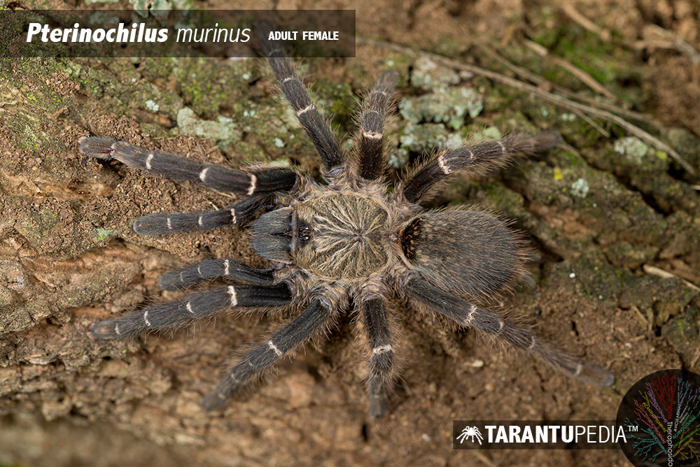 Pterinochilus murinus