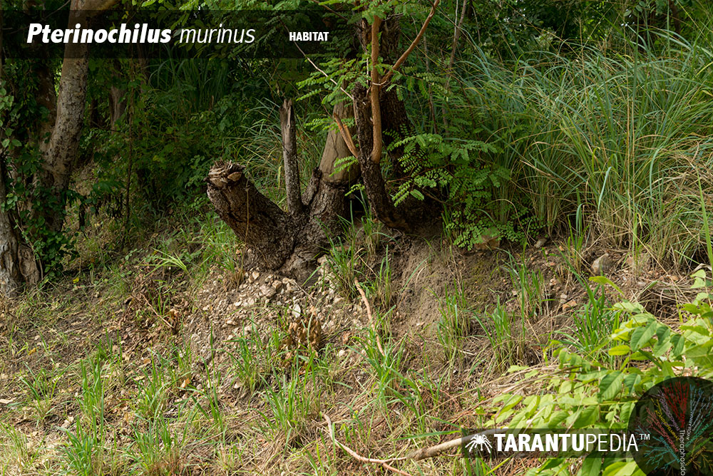 Habitat