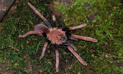 Selenocosmia arndsti
