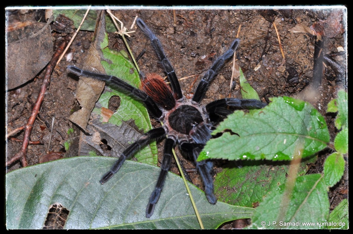 Sericopelma rubronitens
