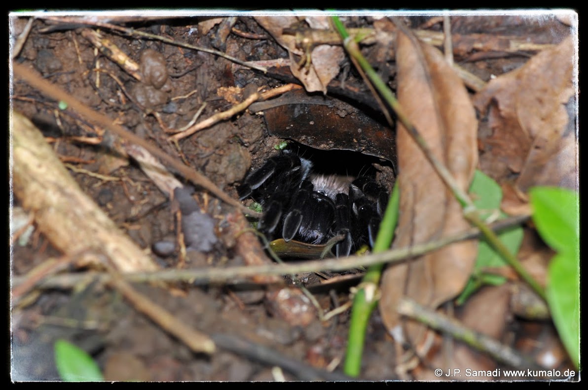 Burrow