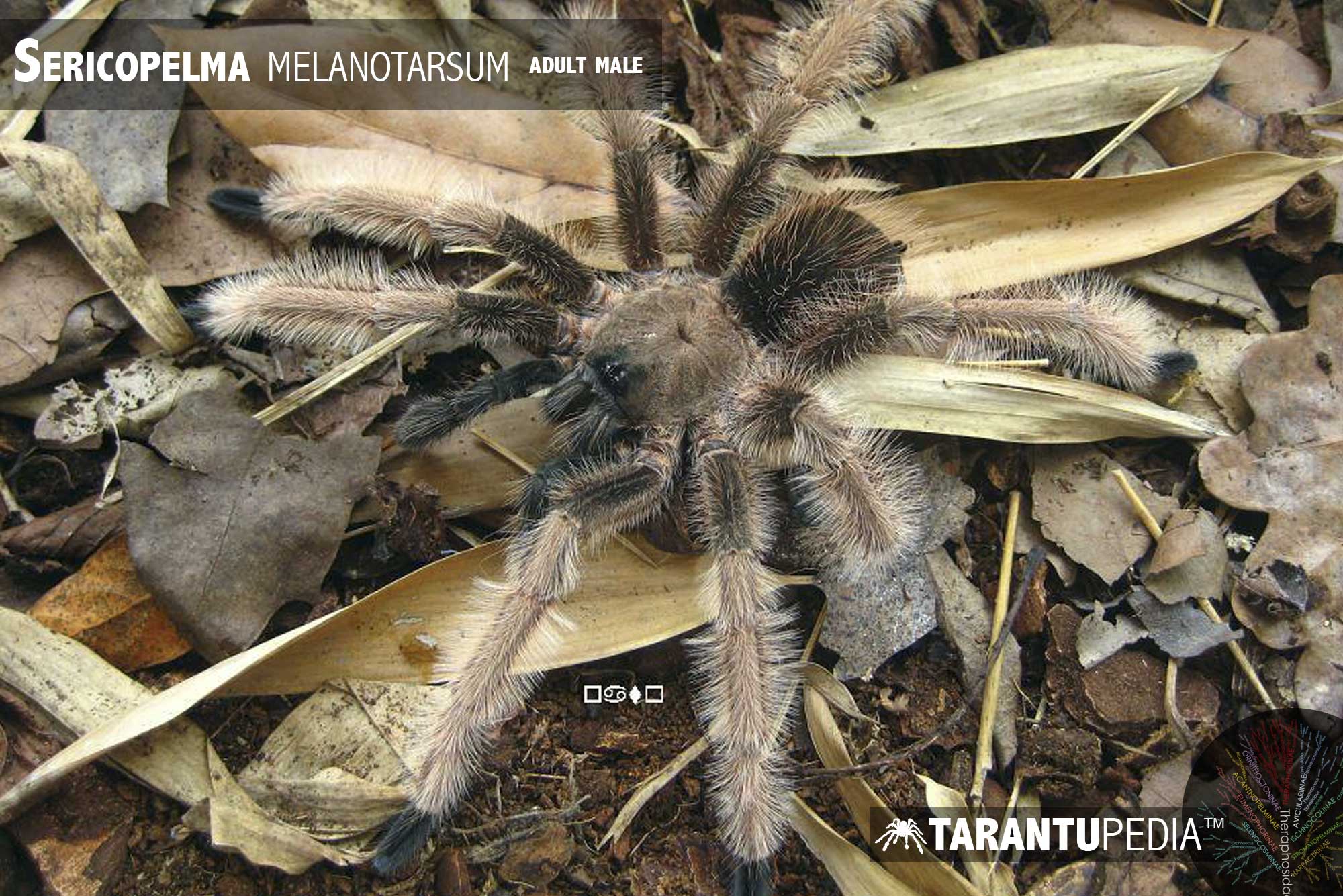 Male